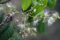 Archidendron monadelphum